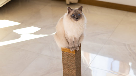 Jak oduczyć kota drapania mebli?