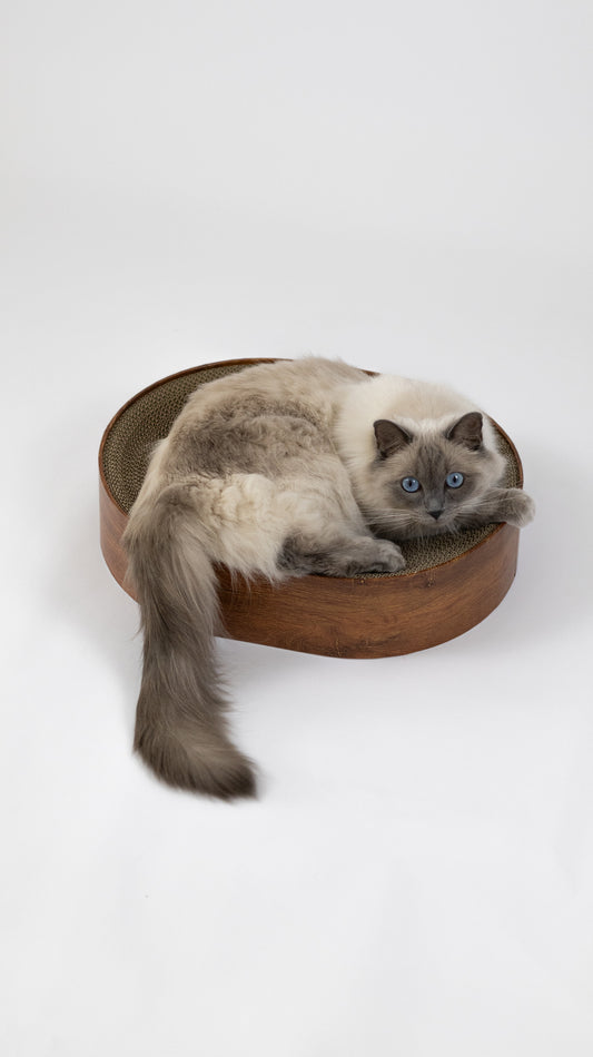 kot leżący na owalnym drapaku z funkcją legowiska