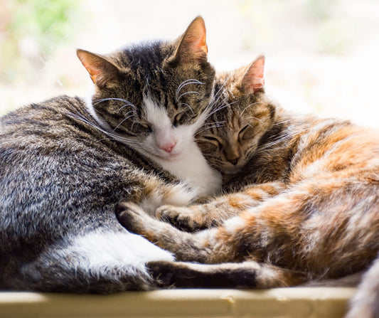 Adaptacja kota – jak pomóc kotu odnaleźć się w nowym domu?