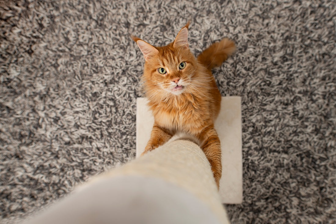 Jaki drapak dla dużego kota?